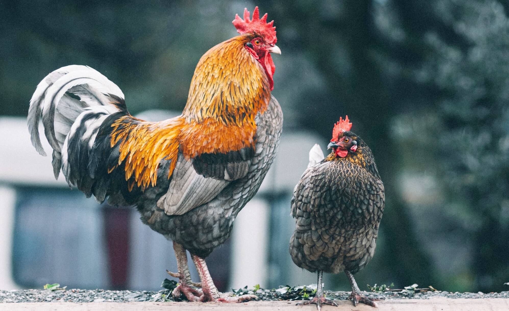 Ko barot vistām rudenī un ziemā